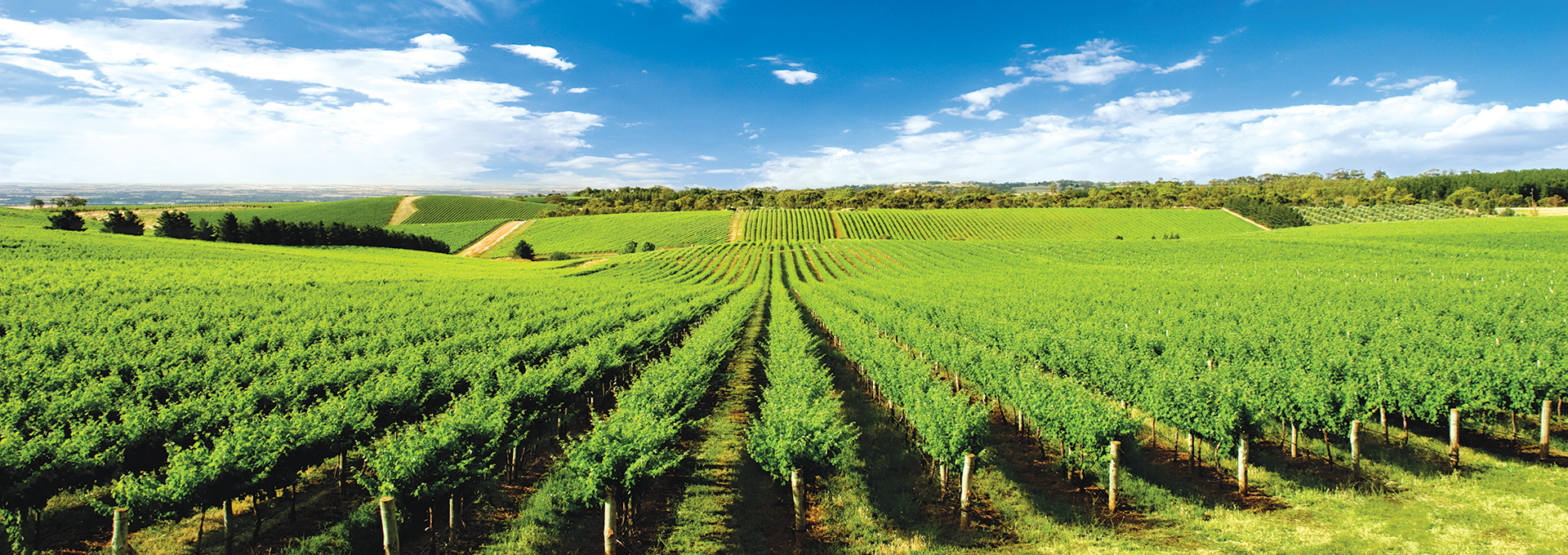 Boyut Dış Ticaret A.Ş.