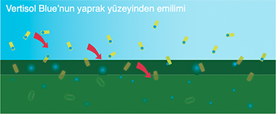 Vertisol Blue'nun yaprak yüzeyinden emilimi